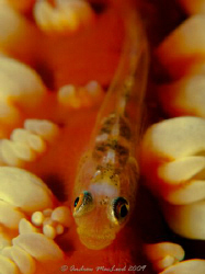 Gumpy on whip coral, face to face, no cropping. Canon G10... by Andrew Macleod 